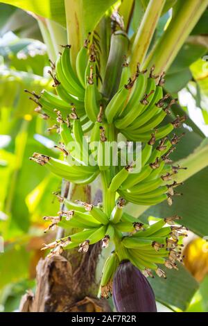 Tanzania. Mto Wa Mbu. Piantagione di banane, Banana mazzetto nella fase iniziale della formazione. Foto Stock