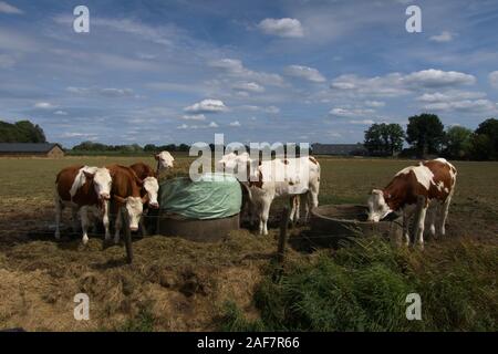 Mucche mangiano fieno in un campo Foto Stock