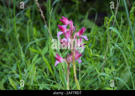 Viola fiore di un Anacamptis Morio cresce nella natura selvaggia. Fresco e verde erba a molla sul prato in background. Isola mediterranea Sardi Foto Stock