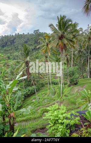 UNESCO World Heritage Site Tegalalang terrazze di riso nei pressi di Ubud, Bali Foto Stock