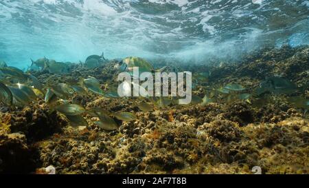 Subacquea pesce Mediterraneo shoal, orate in acque poco profonde, Francia Foto Stock