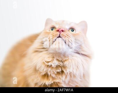 Un soffice orange tabby nazionali longhair cat con lentiggini sul suo naso, guardando verso l'alto Foto Stock