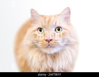 Un soffice orange tabby nazionali longhair cat con lentiggini sul suo naso Foto Stock