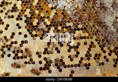 Close up sigillato favi e api strisciare sul nido Foto Stock