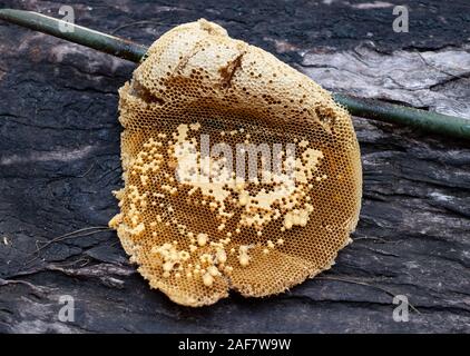 Naturale e selvaggio nido sul ramo di bambù e isolato su sfondo bianco Foto Stock