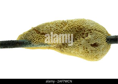 Naturale e selvaggio nido sul ramo di bambù e isolato su sfondo bianco Foto Stock