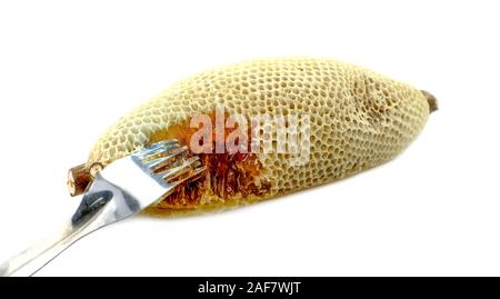 Naturale e selvaggio nido sul ramo di bambù e isolato su sfondo bianco Foto Stock