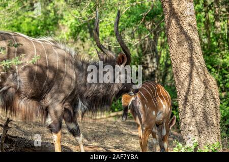 Maschio Femmina sniffing Nyala per vedere se lei è pronto per l'accoppiamento Foto Stock