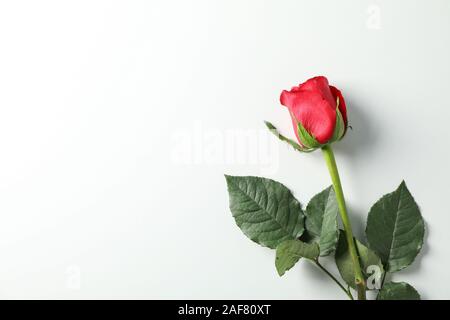 Bella rosa rossa con foglie verdi su sfondo bianco, spazio per il testo Foto Stock