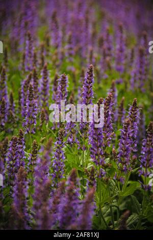 Un campo di tall Purple Sage fiori, il fuoco selettivo Foto Stock