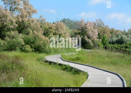 Zigzagando Boardwalk o sollevato il sentiero attraversa una palude in Camargue Zone Umide Riserva Naturale & fioritura Tamerici Provence Francia Foto Stock