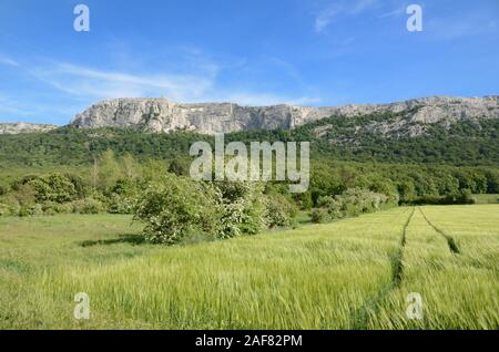 Vista panoramica della Sainte-Baume Mountain Range, un Parc naturel régional, o Riserva Naturale Bosco di Faggio e campo di grano Provence Francia Foto Stock