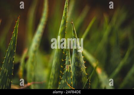 Il Deserto di polpo, Agave collezione Foto Stock