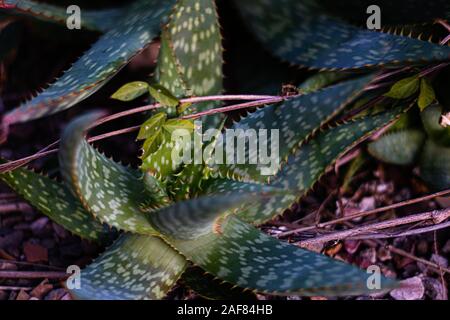 Pungenti Closeup dell'Agave Foto Stock