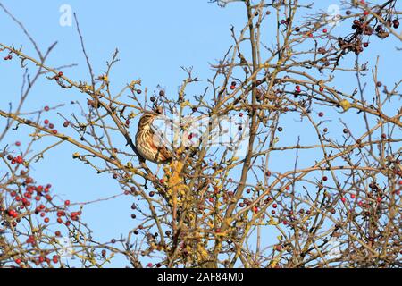 Redwing, Turdus iliacus, la conservazione del Regno Unito la lista rossa degli uccelli, in un albero di biancospino alimentazione su haws in inverno, Inghilterra, Regno Unito. Foto Stock