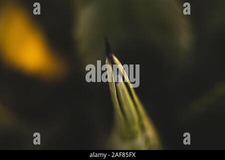 Getting Close Up con Agave Foto Stock