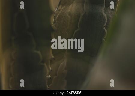 Getting Close Up con Agave Foto Stock