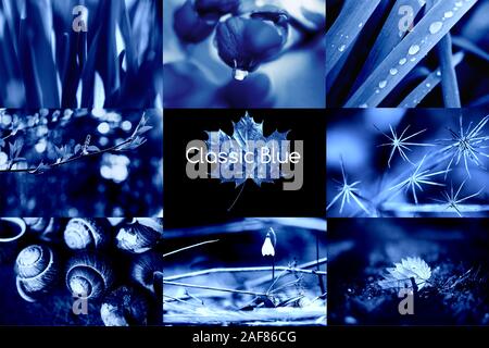 Blu classico. Colore dell'anno 2020. Un collage di naturale foto macro. Foto Stock