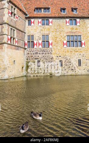 Oche nella parte anteriore del Burg Vischering in Ludinghausen, Germania Foto Stock