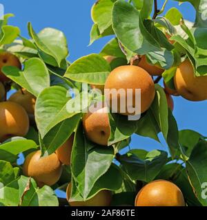 Pere nashi, Pyrus pyrifolia, sulla struttura ad albero Foto Stock