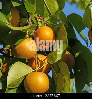 Pere nashi, Pyrus pyrifolia, sulla struttura ad albero Foto Stock