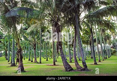 Uno dei più preziosi per alberi antichi Hawaiiani era la palma da cocco (Cocos nucifera), come questi che dopo aver a lungo state crescendo in un boschetto di 2.000 palme sulla Kauai, una delle otto principali isole Hawaii, Stati Uniti d'America. Portato in stato di Aloha dalle Hawaii coloni polinesiano, alberi di cocco fornito cibo, nutrimento liquido e materiali di costruzione. Le palme torreggianti raggiungono un'altezza media di 60 piedi (18 metri) ma può crescere come alto come 100 piedi (30 metri). La durata media della vita dell'albero è di 60 a 70 anni, sebbene alcune palme da cocco live per più di un secolo. Foto Stock