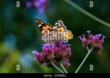 Un dipinto di lady butterfly (Vanessa cardui) sui fiori di un viola top (Verbena bonariensis) Foto Stock