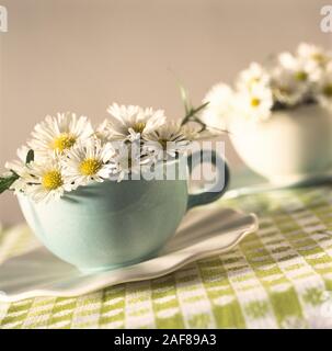 Disposizione di margherite in teacup Foto Stock