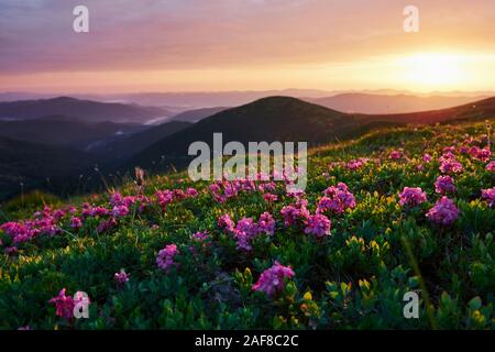 Libertà in montagna. Majestic nei Carpazi. Bellissimo paesaggio. Vista mozzafiato Foto Stock