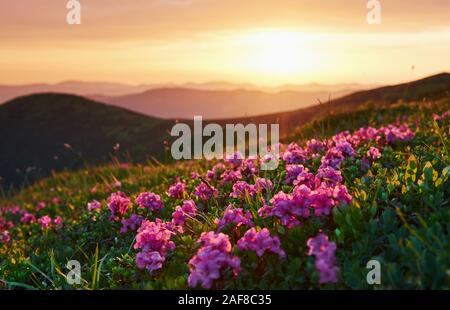 Natura e montagna sfondo. Majestic nei Carpazi. Bellissimo paesaggio. Vista mozzafiato Foto Stock