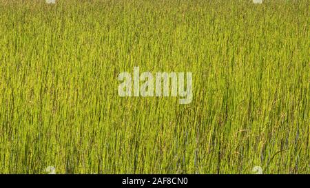 Verde letto reed Foto Stock