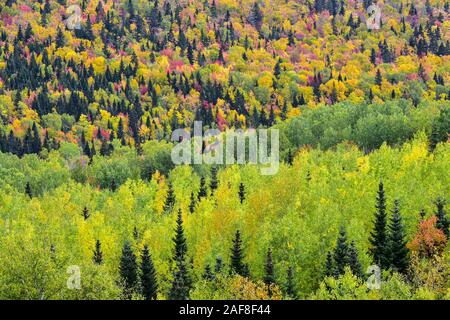 America Canada Quebec, Grands-Jardins Parco nazionale - la foresta e gli alberi in autunno Foto Stock