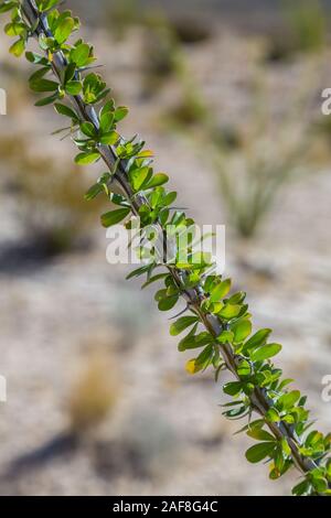 Ocotillo (Fouquieria splendens) foglie, parco nazionale di Big Bend, Texas. Foto Stock