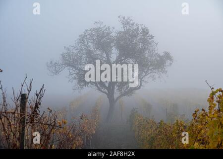 Un secondo la guida Lonely e Vista nebbiosa di un albero nel mezzo di un cantiere di vino campo nel Burgenland Austria nella mattinata con la collezione autunno la nebbia Foto Stock