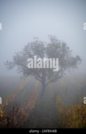 Un secondo la guida Lonely e Vista nebbiosa di un albero nel mezzo di un cantiere di vino campo nel Burgenland Austria nella mattinata con la collezione autunno la nebbia Foto Stock