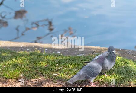 Close up impareggiabile uccelli amorevole immagine piccione ( ) Foto Stock