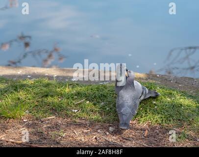 Close up impareggiabile uccelli amorevole immagine piccione ( ) Foto Stock