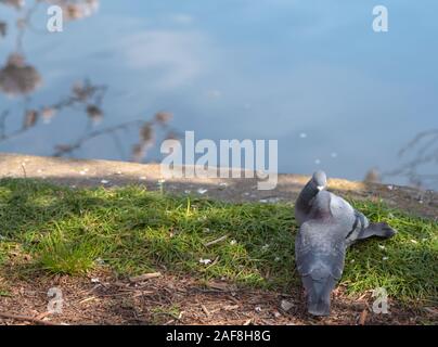 Close up impareggiabile uccelli amorevole immagine piccione ( ) Foto Stock