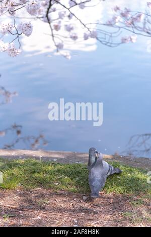 Close up impareggiabile uccelli amorevole immagine piccione ( ) Foto Stock