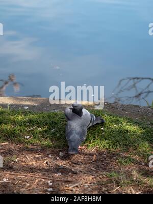 Close up impareggiabile uccelli amorevole immagine piccione ( ) Foto Stock