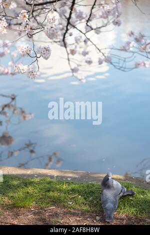 Close up impareggiabile uccelli amorevole immagine piccione ( ) Foto Stock