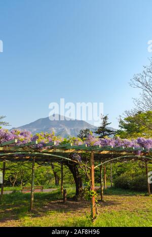 Vista del Monte Buko o Buko-zan con bella piena fioritura di rosa viola Glicine alberi in fiore fiori trellis in primavera la giornata soleggiata, Chichibu città, Foto Stock