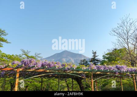 Vista del Monte Buko o Buko-zan con bella piena fioritura di rosa viola Glicine alberi in fiore fiori trellis in primavera la giornata soleggiata, Chichibu città, Foto Stock