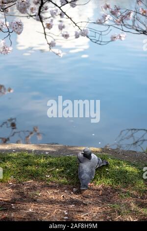 Close up impareggiabile uccelli amorevole immagine piccione ( ) Foto Stock