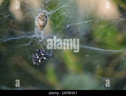 Cyrtophora citricola sulla tela di ragno Foto Stock