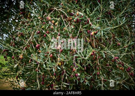 Uliveto di olive picual in Spagna prima della raccolta in inverno. Foto Stock