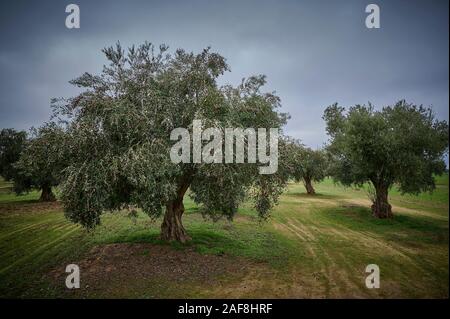 Uliveto di olive picual in Spagna prima della raccolta in inverno. Foto Stock