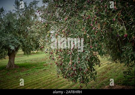 Uliveto di olive picual in Spagna prima della raccolta in inverno. Foto Stock