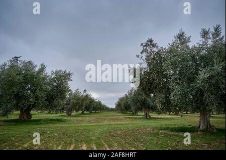 Uliveto di olive picual in Spagna prima della raccolta in inverno. Foto Stock