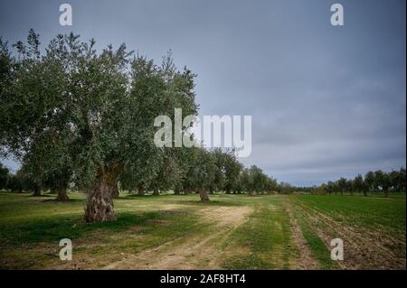 Uliveto di olive picual in Spagna prima della raccolta in inverno. Foto Stock